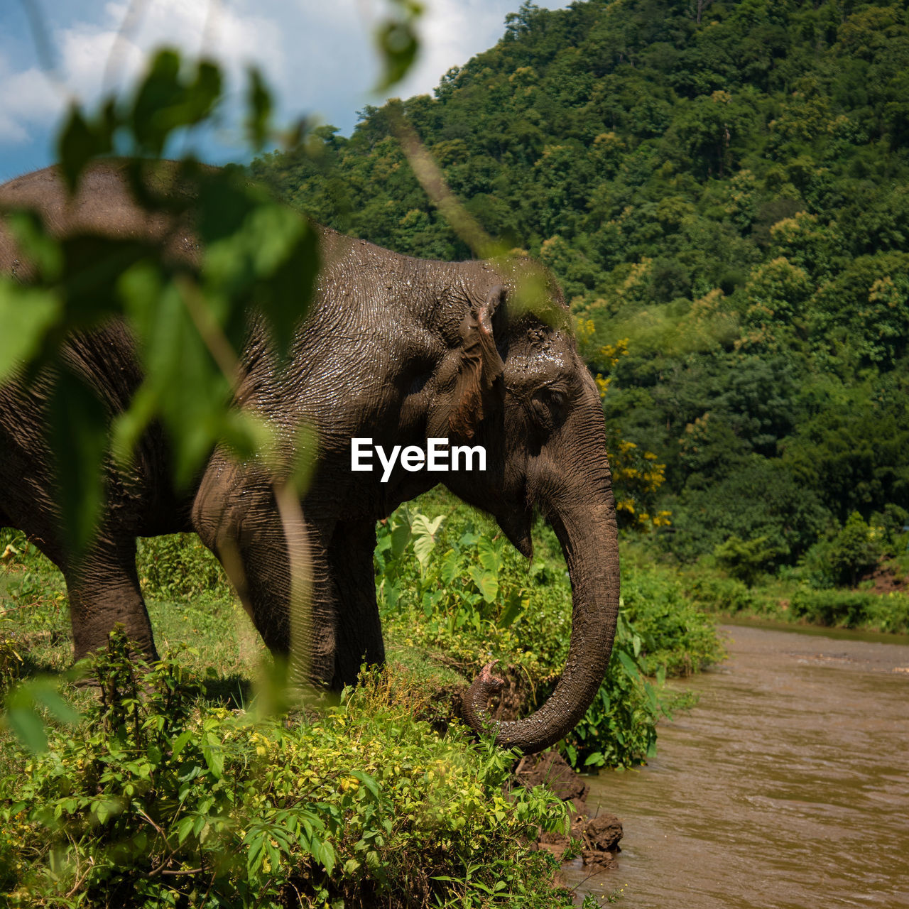 Elephant in thailand 