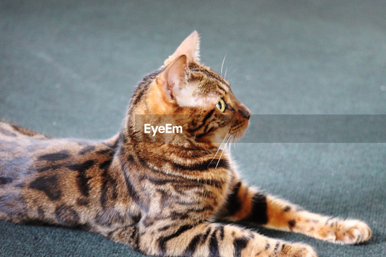 Close-up of a cat looking away