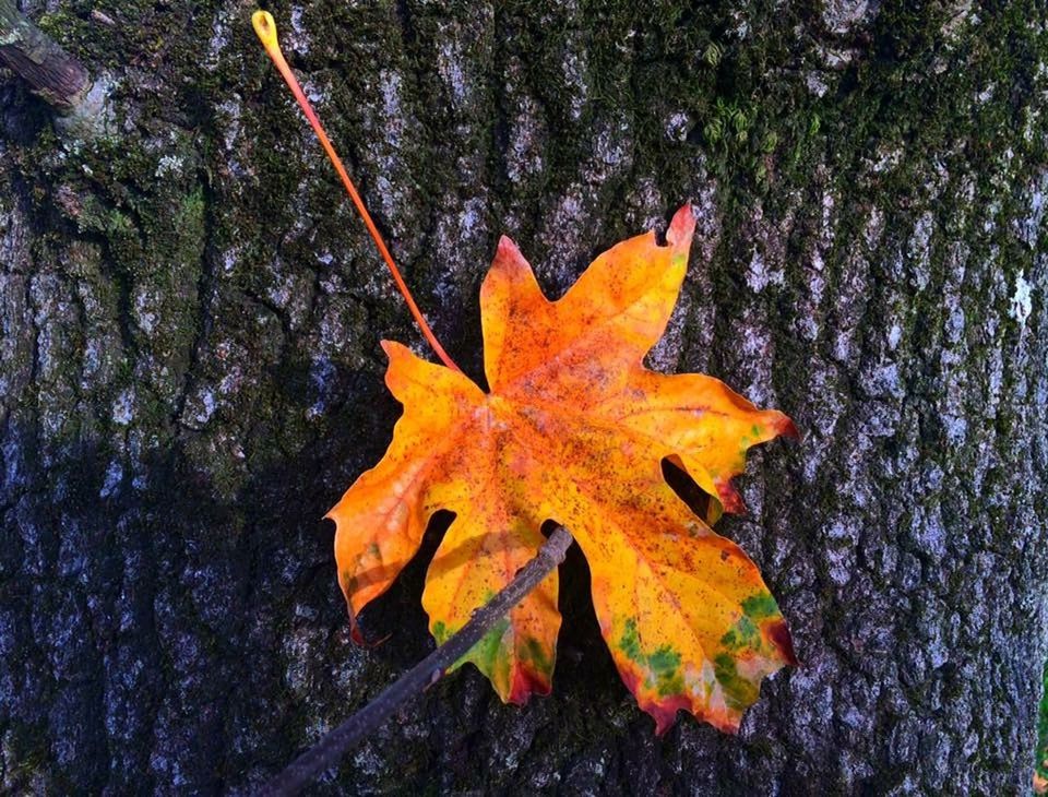 CLOSE-UP OF MAPLE LEAVES ON LEAF