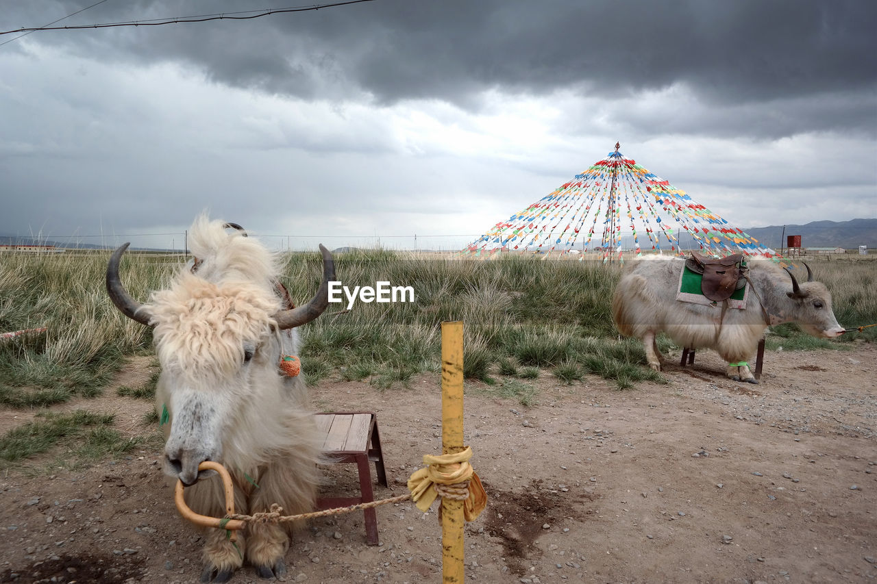 Yaks standing on field against cloudy sky