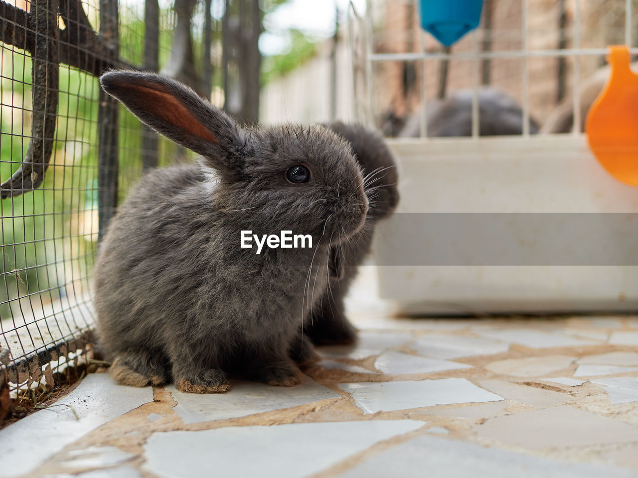 pet, animal, animal themes, mammal, one animal, rabbit, rabbits and hares, domestic rabbit, domestic animals, animal wildlife, rodent, whiskers, no people, close-up, cute, focus on foreground, day, animal body part, outdoors, animal hair