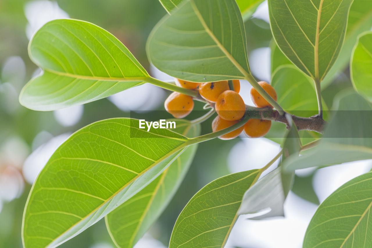 CLOSE-UP OF SNAKE ON PLANT