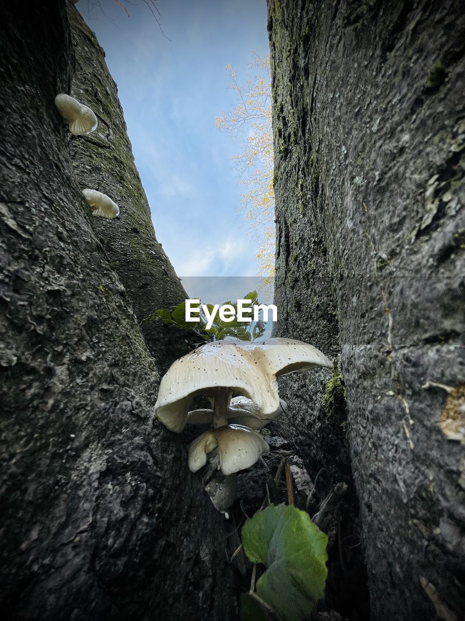 nature, plant, tree, rock, leaf, no people, sky, day, outdoors, beauty in nature, tree trunk, trunk, growth, flower, land, cloud, sunlight, low angle view, green, close-up