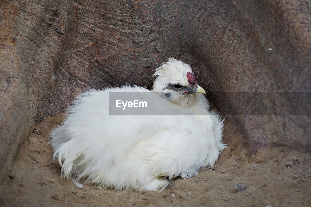 High angle view of a chicken