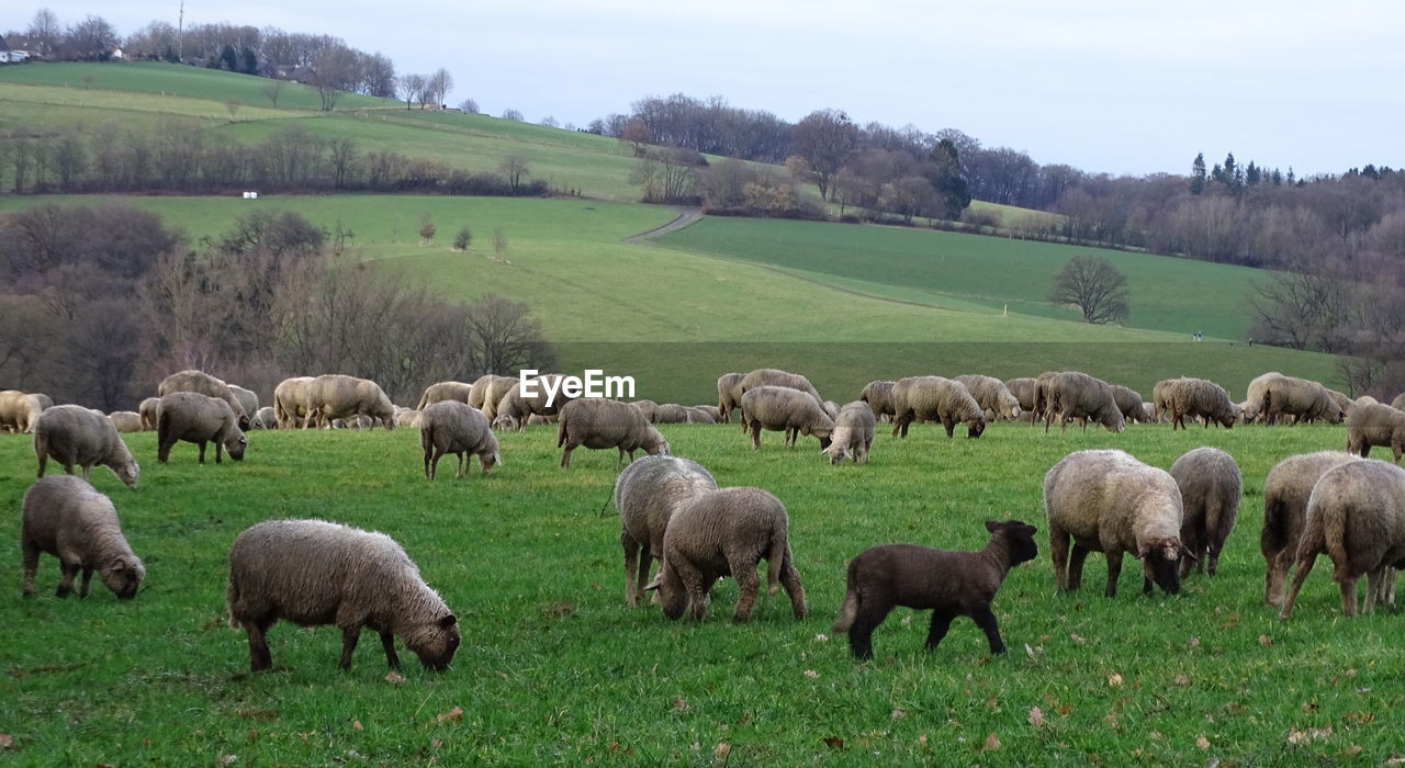 Sheep grazing on field against sky