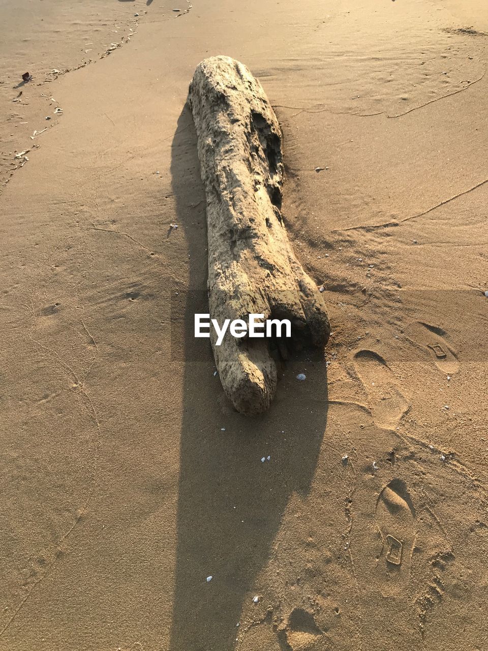 HIGH ANGLE VIEW OF ANIMAL ON SAND