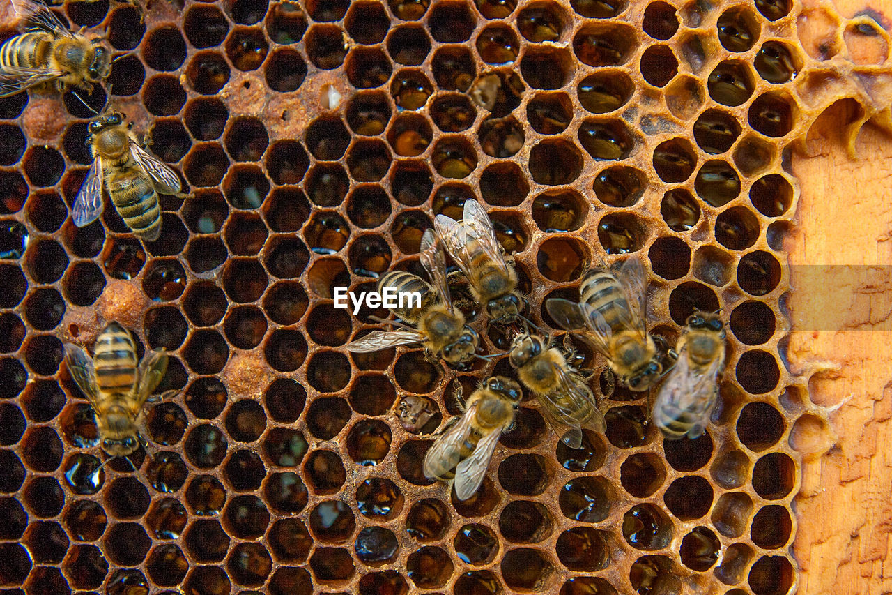 FULL FRAME SHOT OF BEE ON THE FLOOR