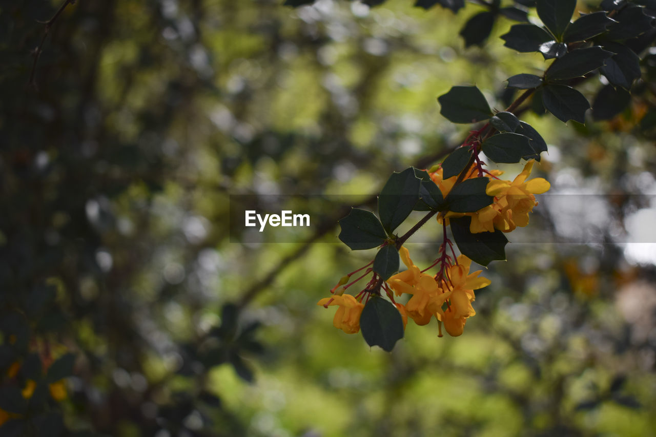 CLOSE-UP OF ORANGE LEAVES ON TREE