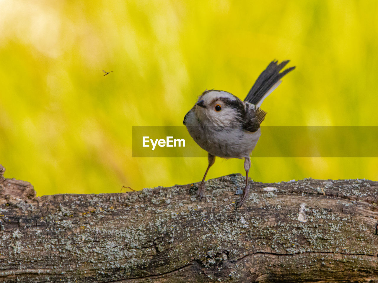 Close-up of bird perching on wood