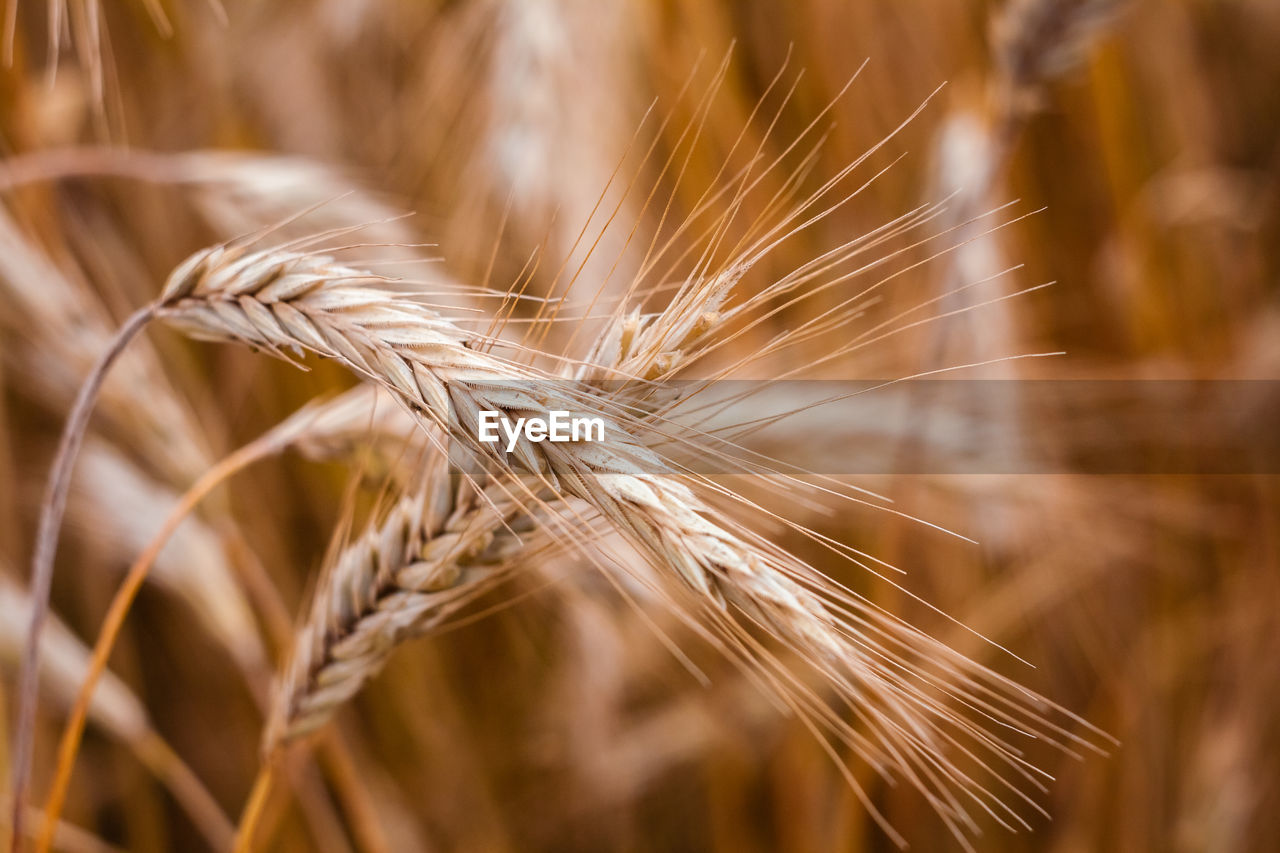 close-up of wheat growing outdoors