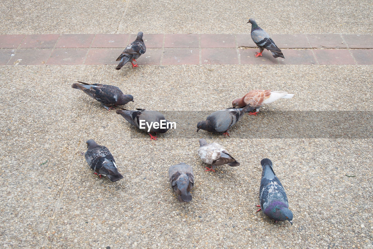 HIGH ANGLE VIEW OF PIGEON PERCHING ON STREET