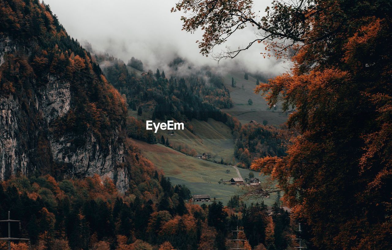 Scenic view of forest against sky during autumn