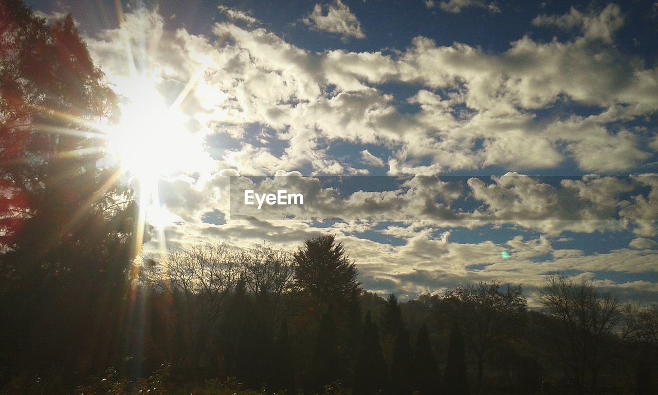 SUN SHINING THROUGH TREES