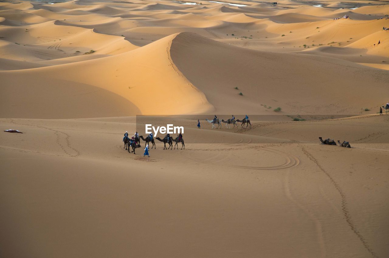 People riding camels at desert