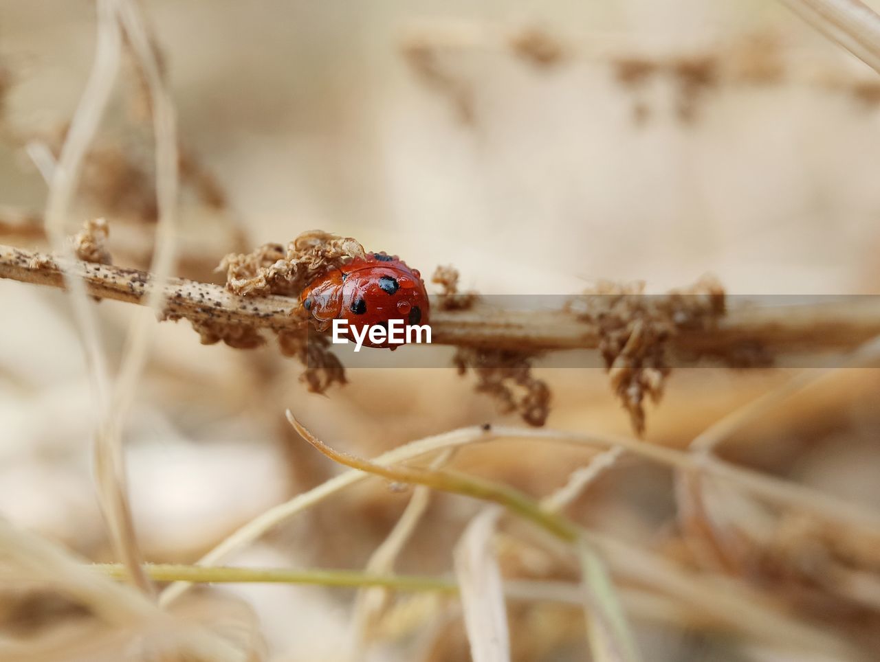 Close-up of ladybug on plant