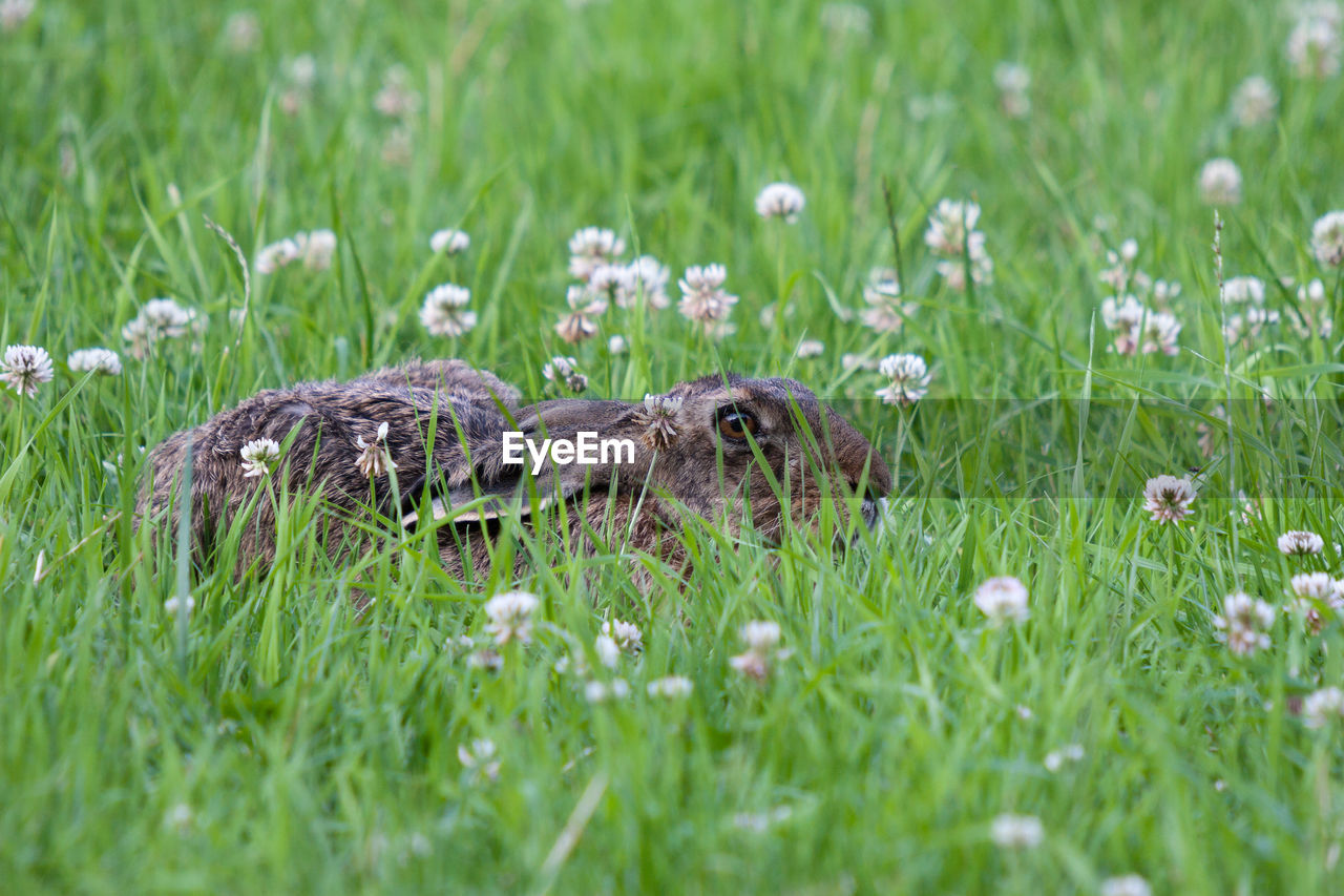 Hare in search of cover in flowering meadow