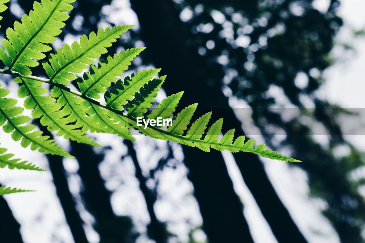 CLOSE-UP OF FERN LEAVES