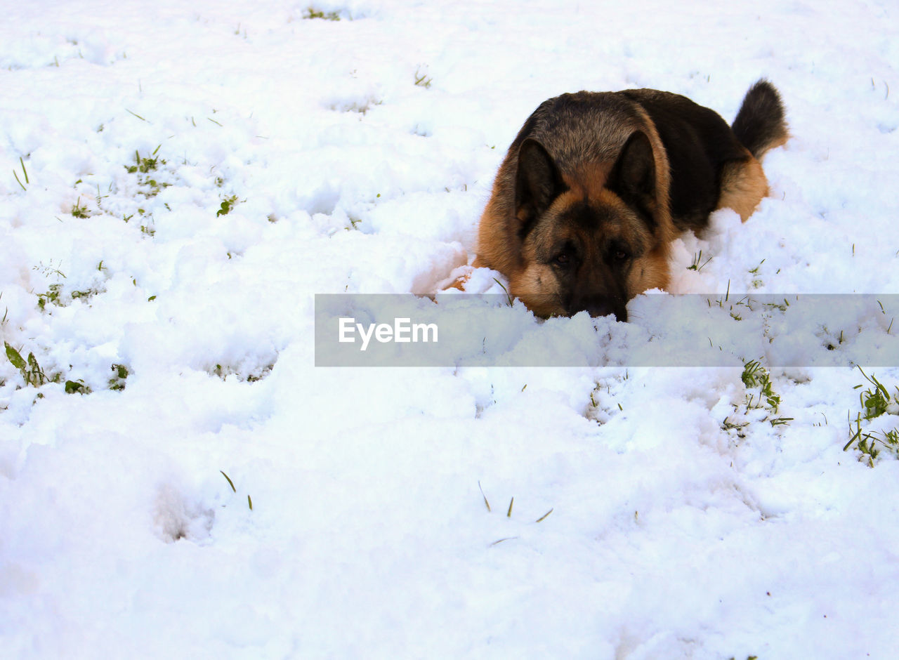 DOG RELAXING ON SNOW COVERED FIELD