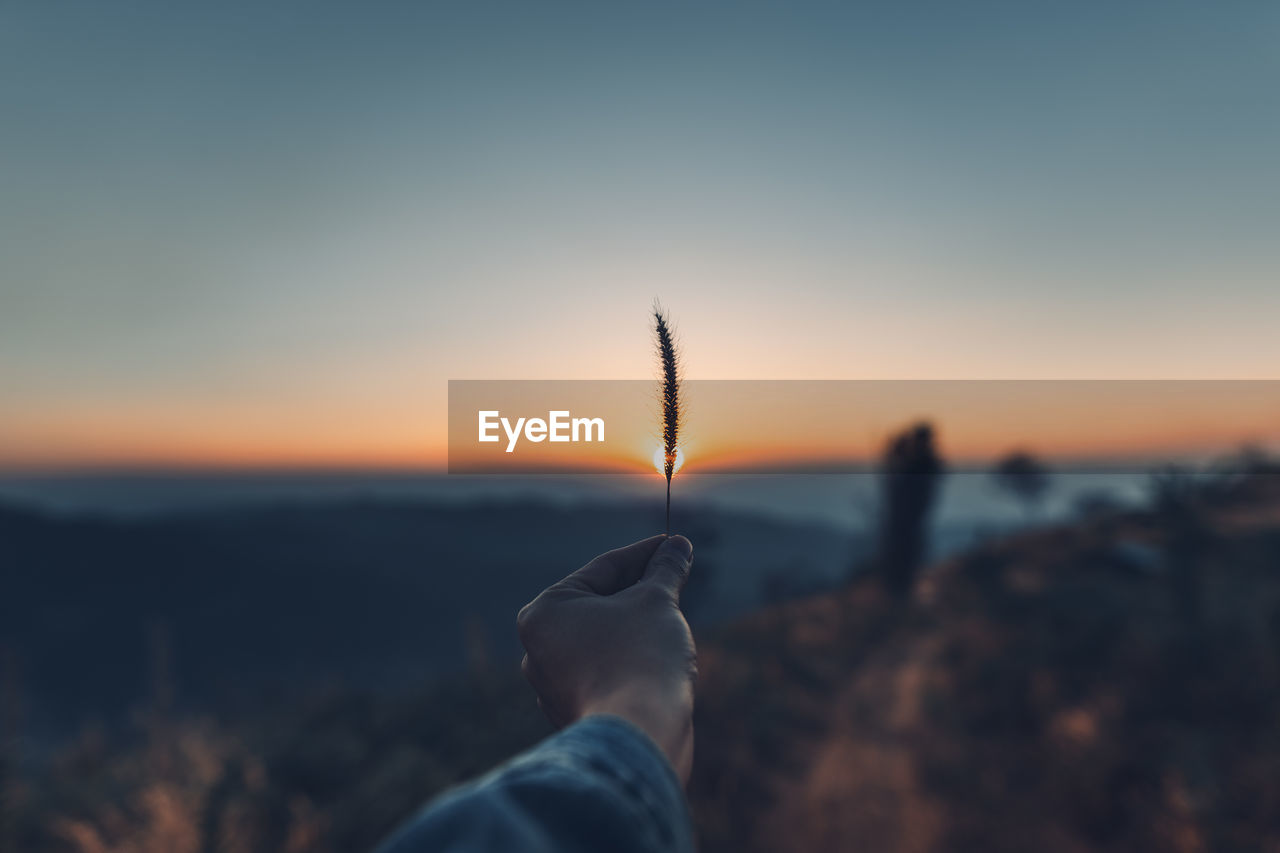 Cropped hand of person holding plant against sky during sunset