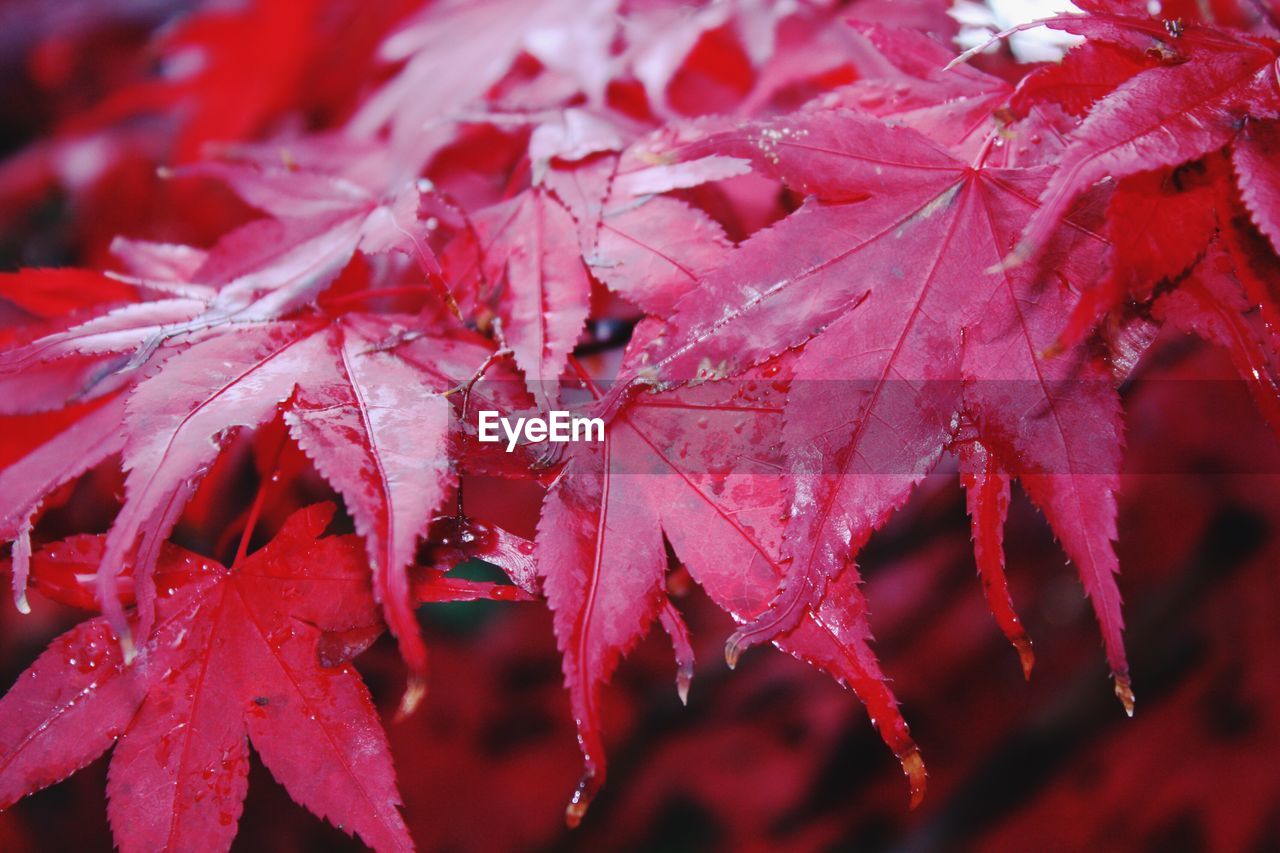 Close-up of raindrops on maple leaves