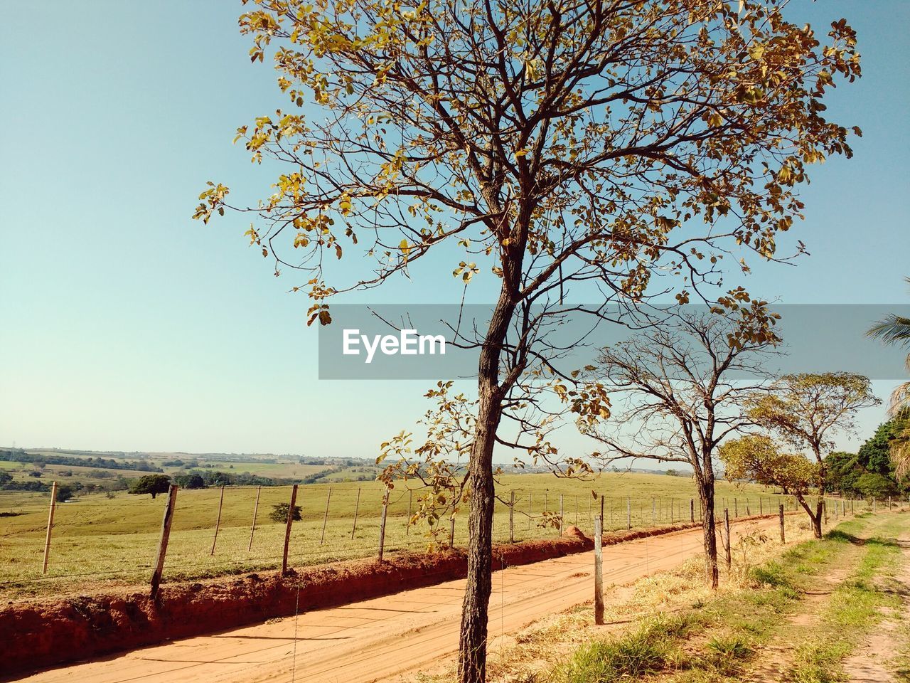 Trees on field against clear sky