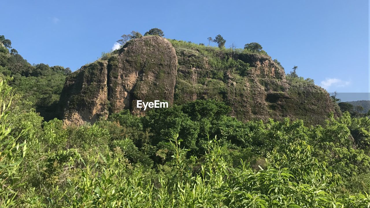 Low angle view of trees on rock against sky