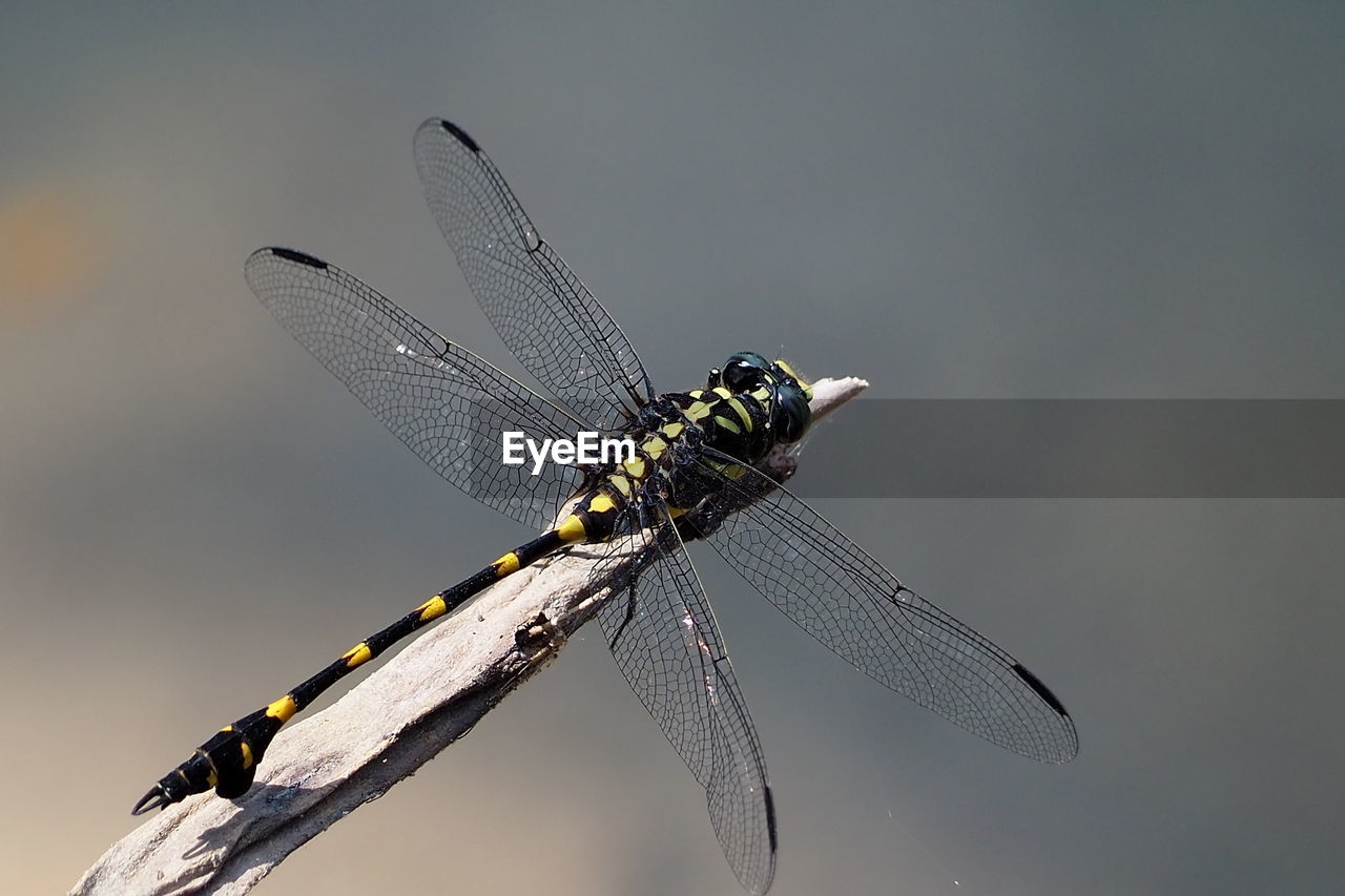 CLOSE-UP OF DRAGONFLY