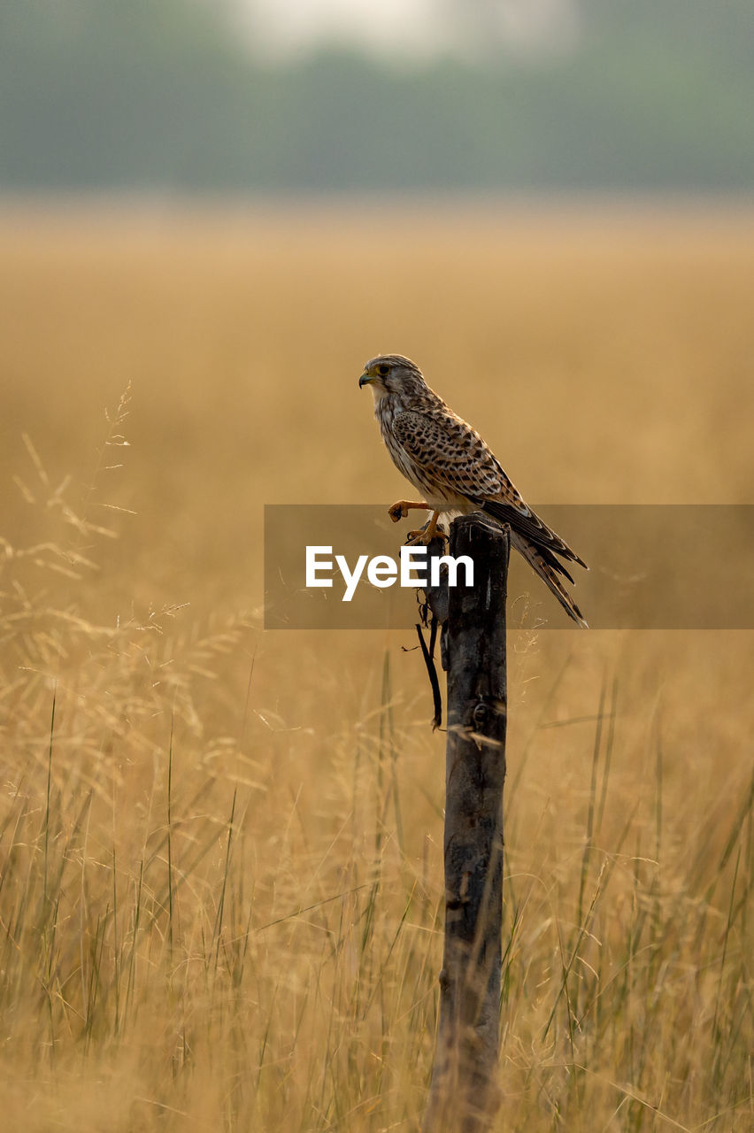 BIRD PERCHING ON WOODEN POST AT FIELD