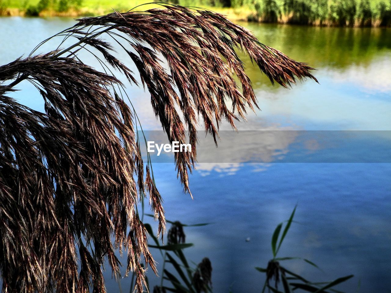 CLOSE-UP OF PLANTS AGAINST LAKE