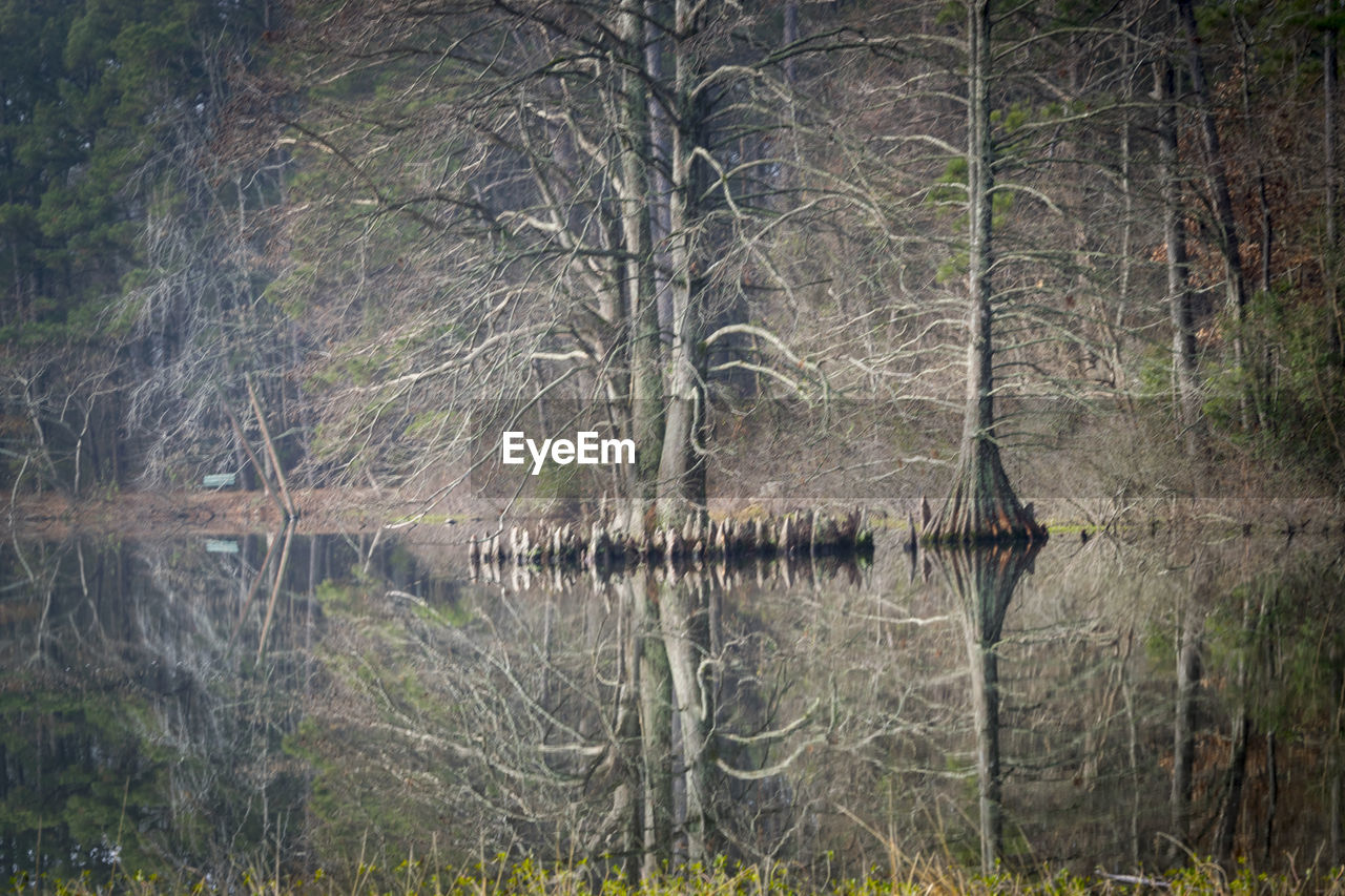 VIEW OF A FOREST