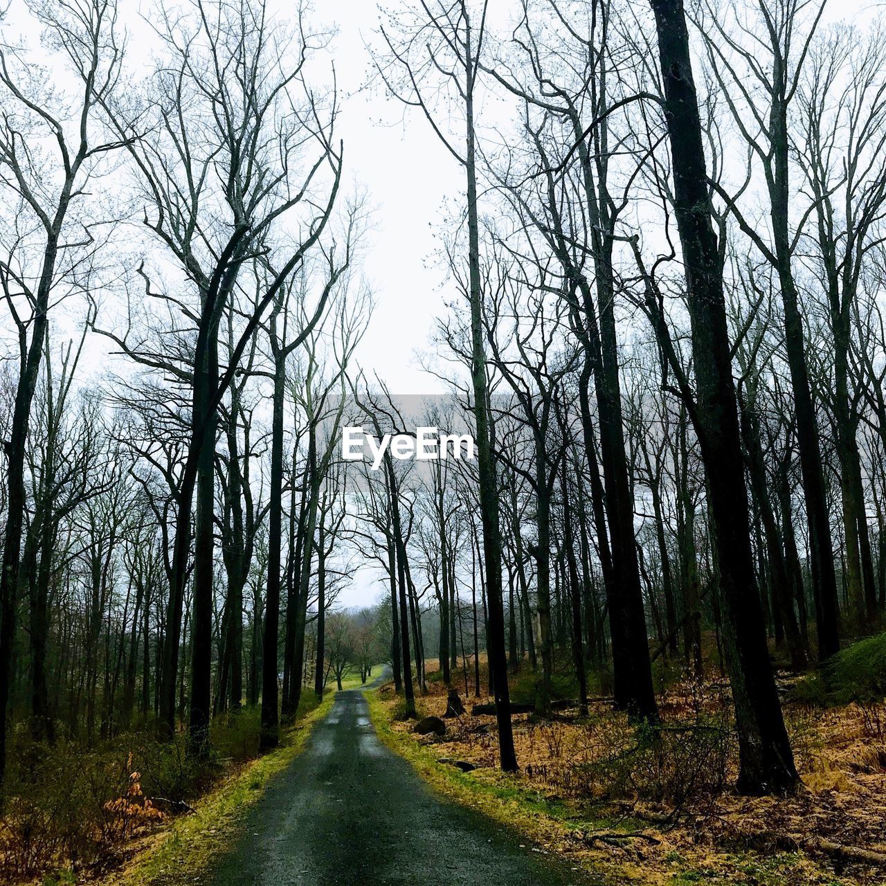 Road amidst trees in forest