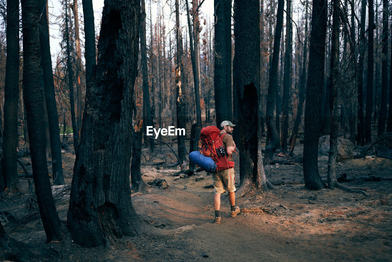 Man backpacking through burnt forest with light beam