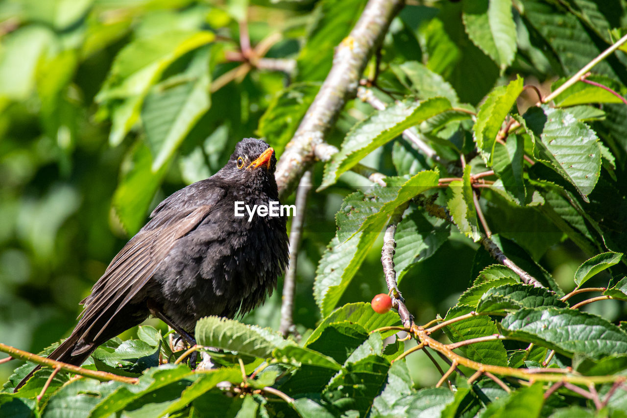 Blackbird while sunbathing in a tree