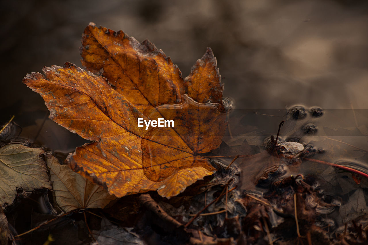 close-up of dry leaf on tree