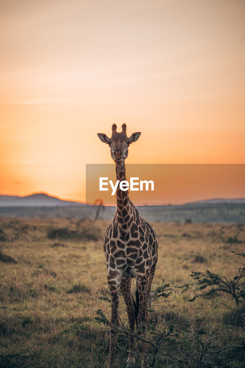 Giraffe standing on field during sunset
