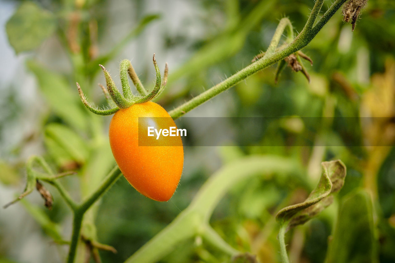 CLOSE-UP OF ORANGE FRUIT