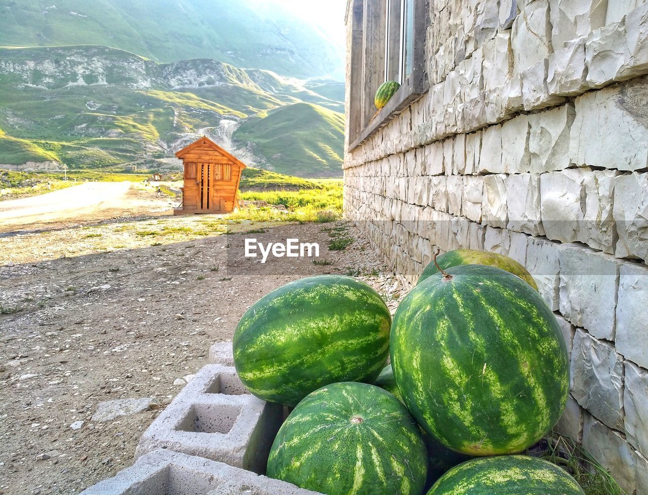 GREEN FRUITS ON PLANT AGAINST WALL