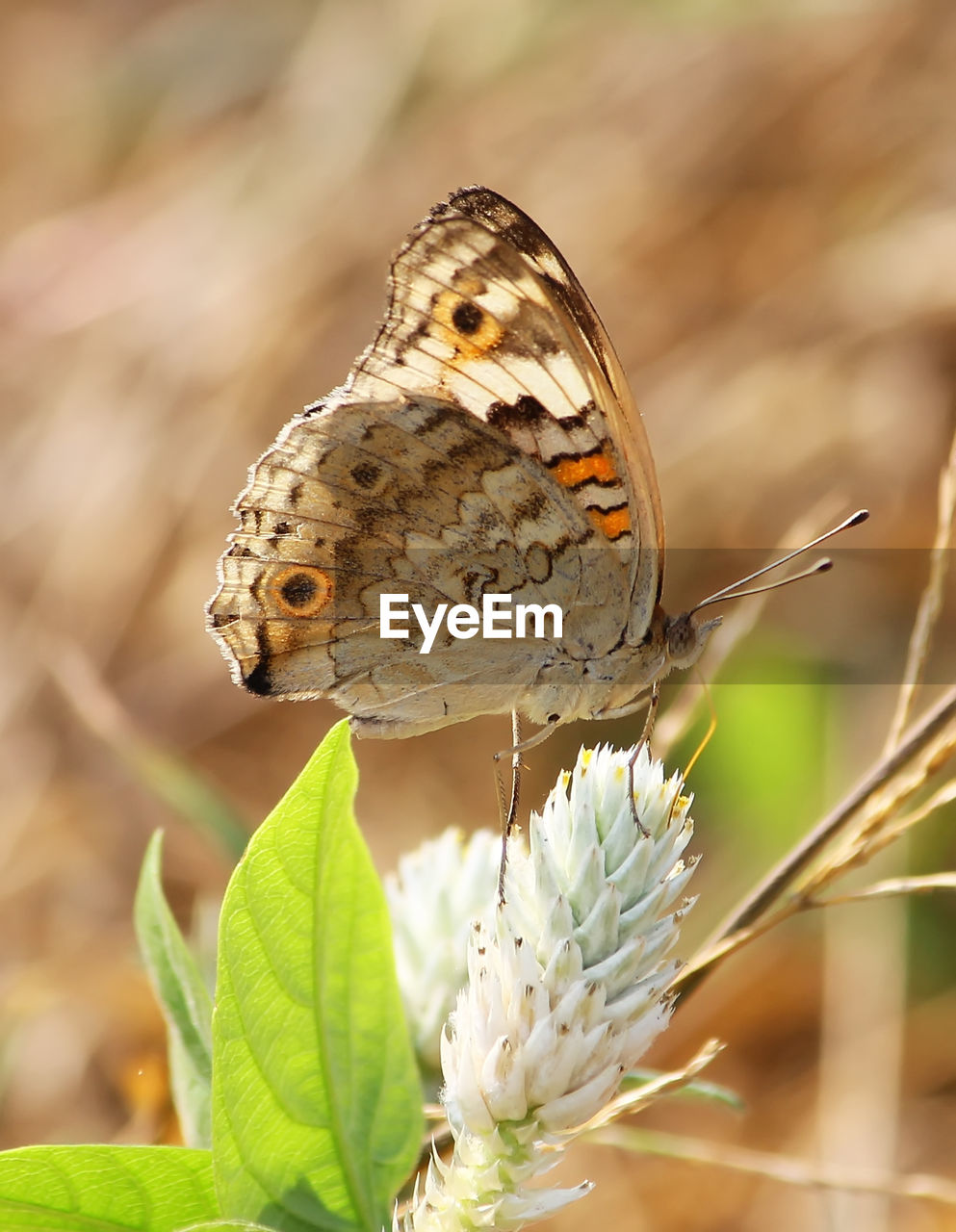 BUTTERFLY POLLINATING FLOWER