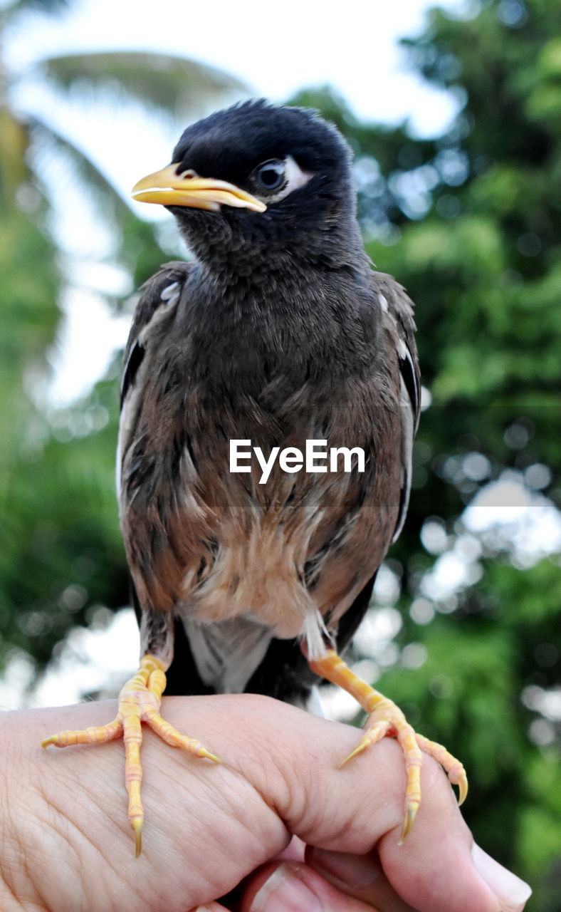 Close-up of hand holding bird