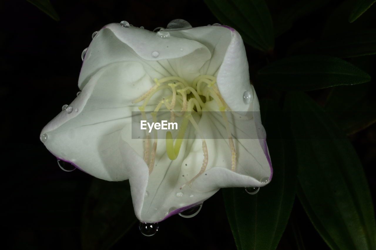 CLOSE-UP OF WHITE FLOWERS BLOOMING