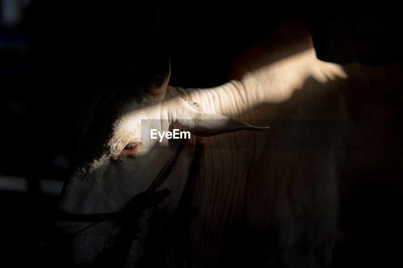 Close-up of a cow, with a light ray passing accross the body
