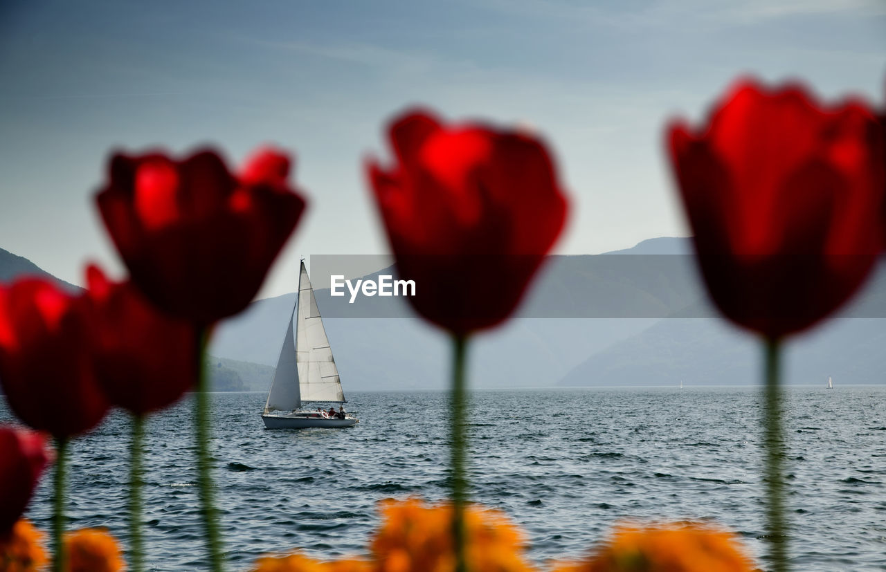 Red tulips growing against sailboat in lake