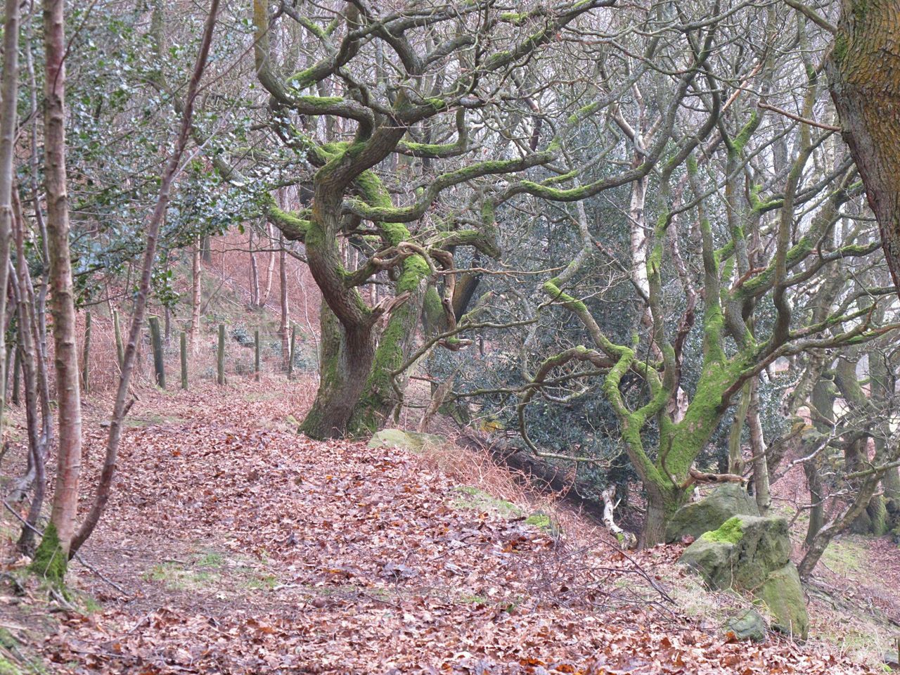 TREES GROWING IN SUNLIGHT