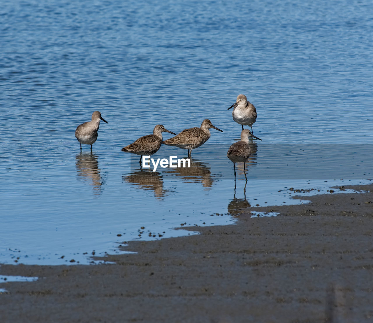 DUCKS ON A LAKE