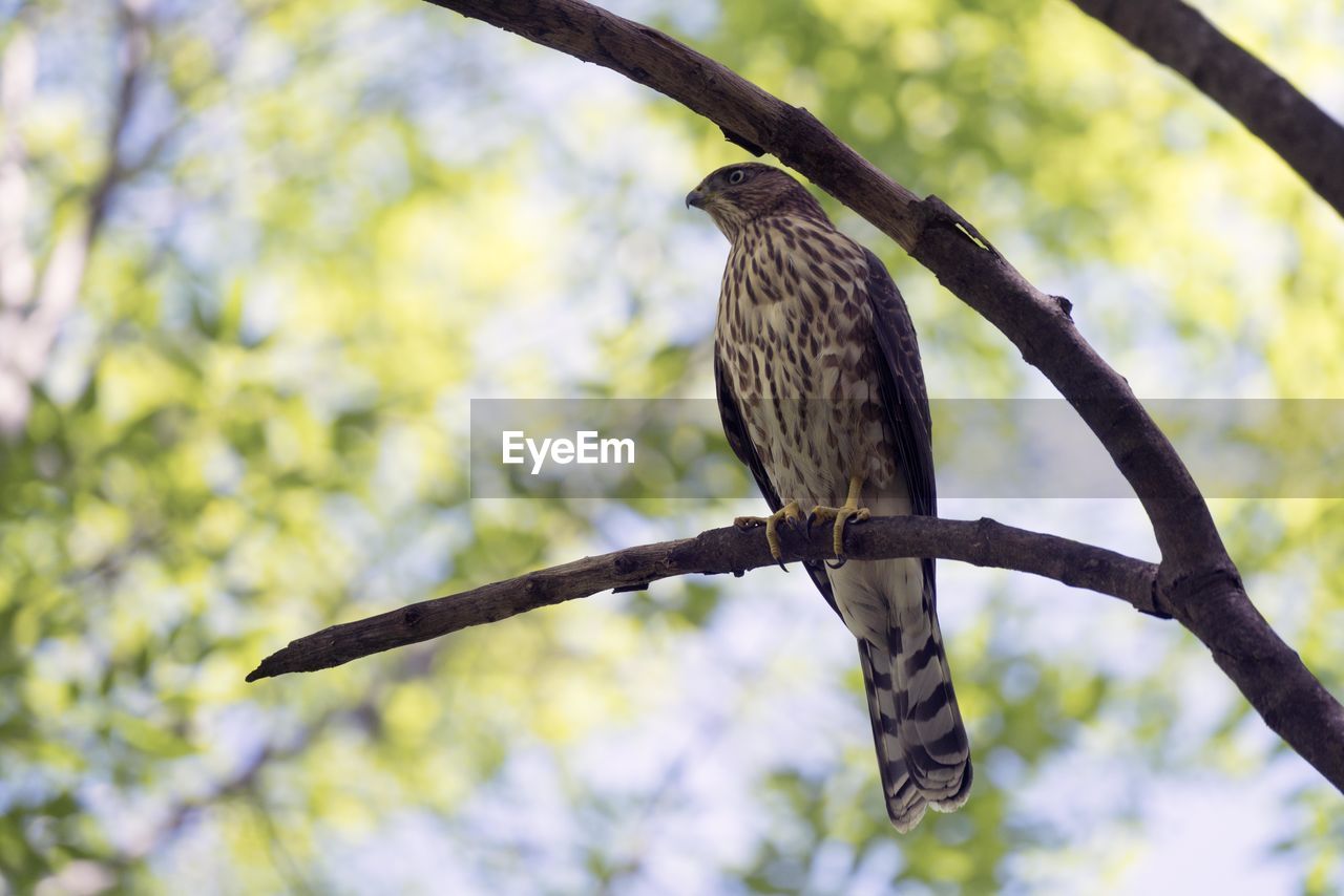 BIRD PERCHING ON A TREE