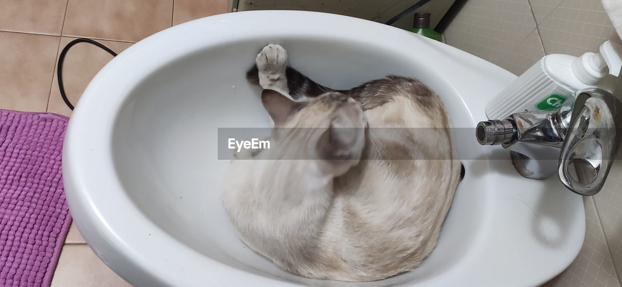 sink, domestic room, indoors, household equipment, home, bathroom, animal, food and drink, pet, high angle view, domestic animals, animal themes, food, domestic bathroom, no people, mammal, plate, domestic life, water, directly above