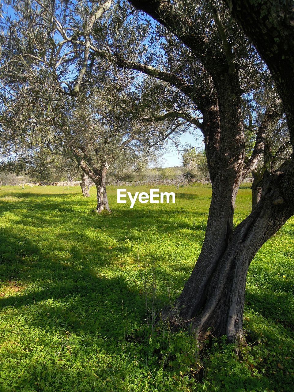 TREES ON GRASSY FIELD