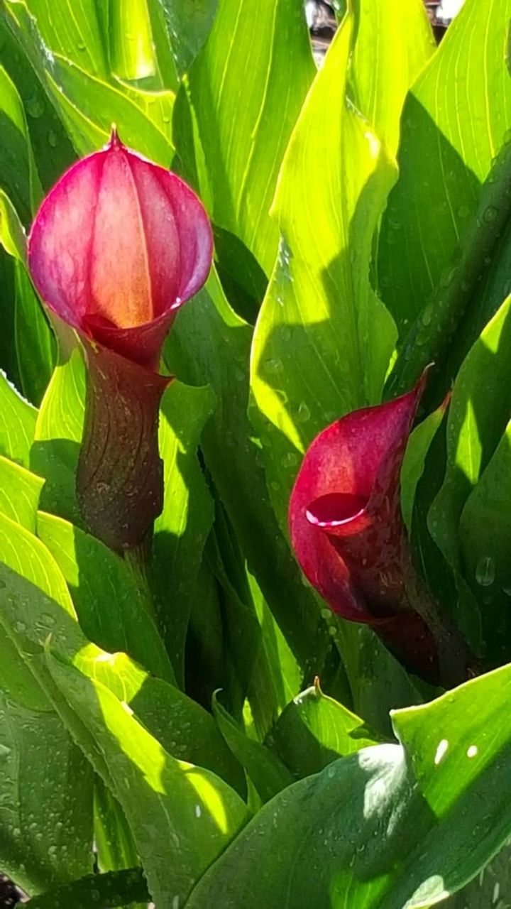 CLOSE-UP OF LEAVES ON PLANT