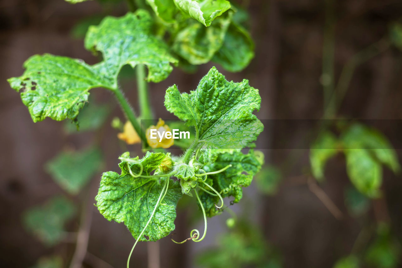 CLOSE-UP OF GREEN PLANT