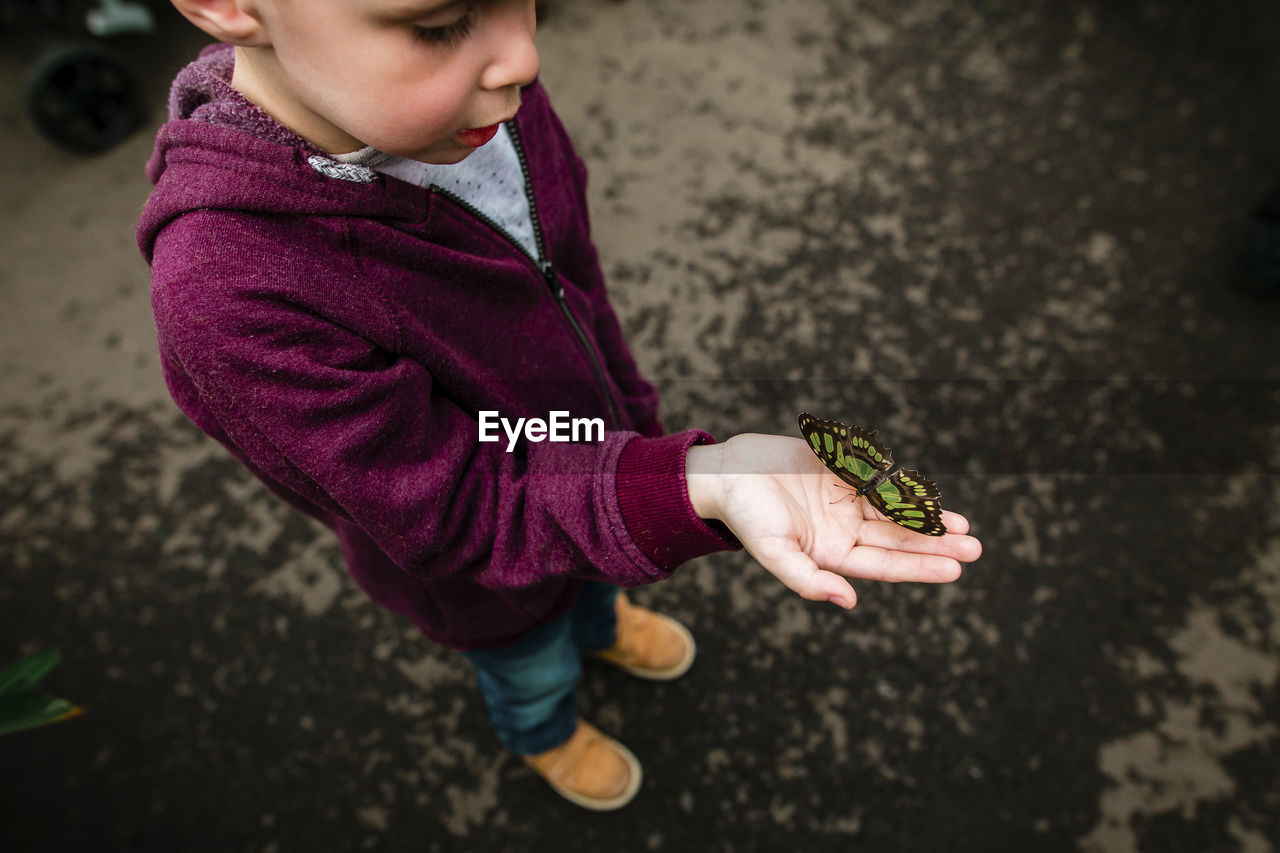 High angle view of boy holding butterfly while standing on road